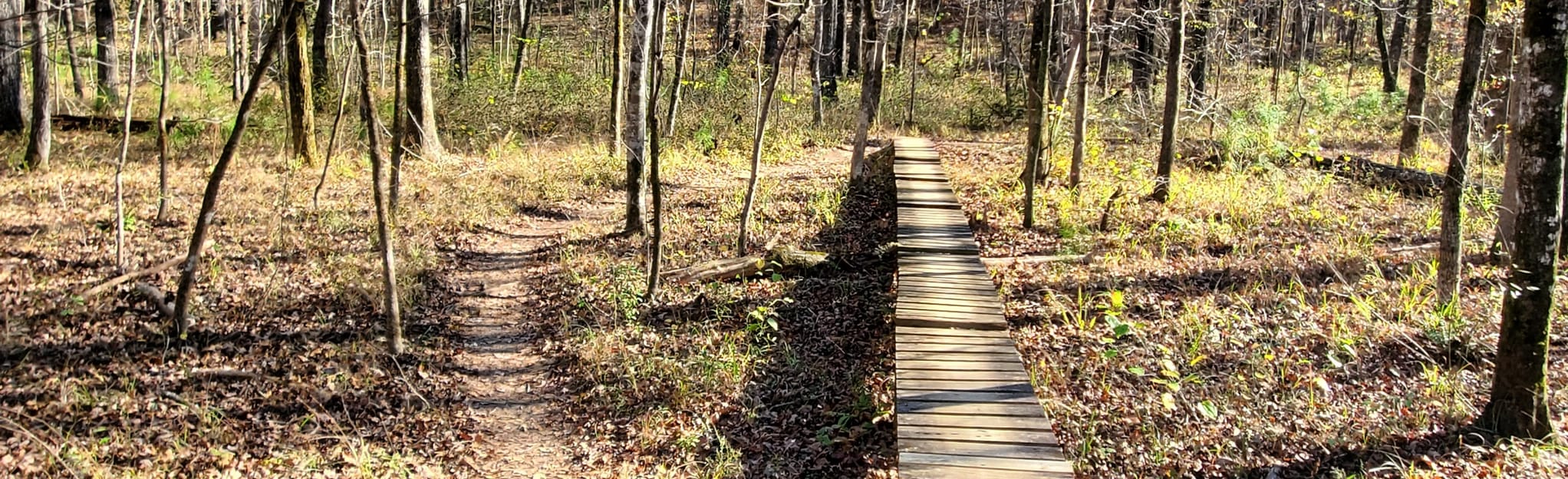 Rattlesnake Ridge to Lake Trail Loop Alabama AllTrails