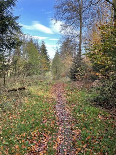 Hagebuttenrunde