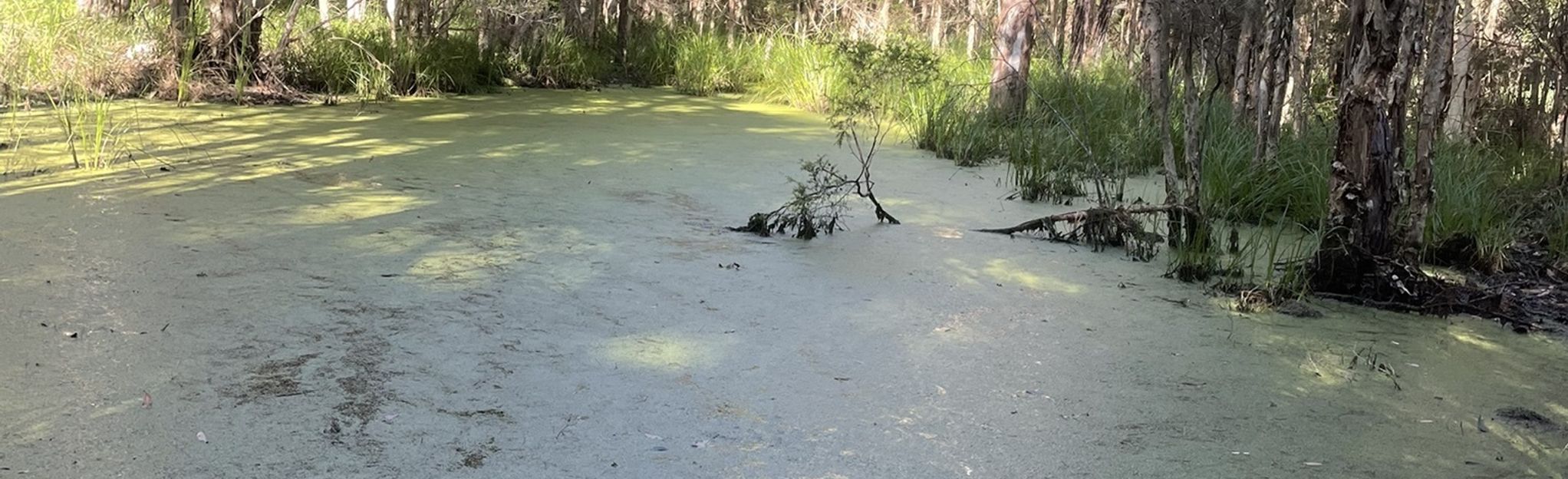 Kearsley Lagoon Via Tomalpin Trail, New South Wales, Australia - 8 