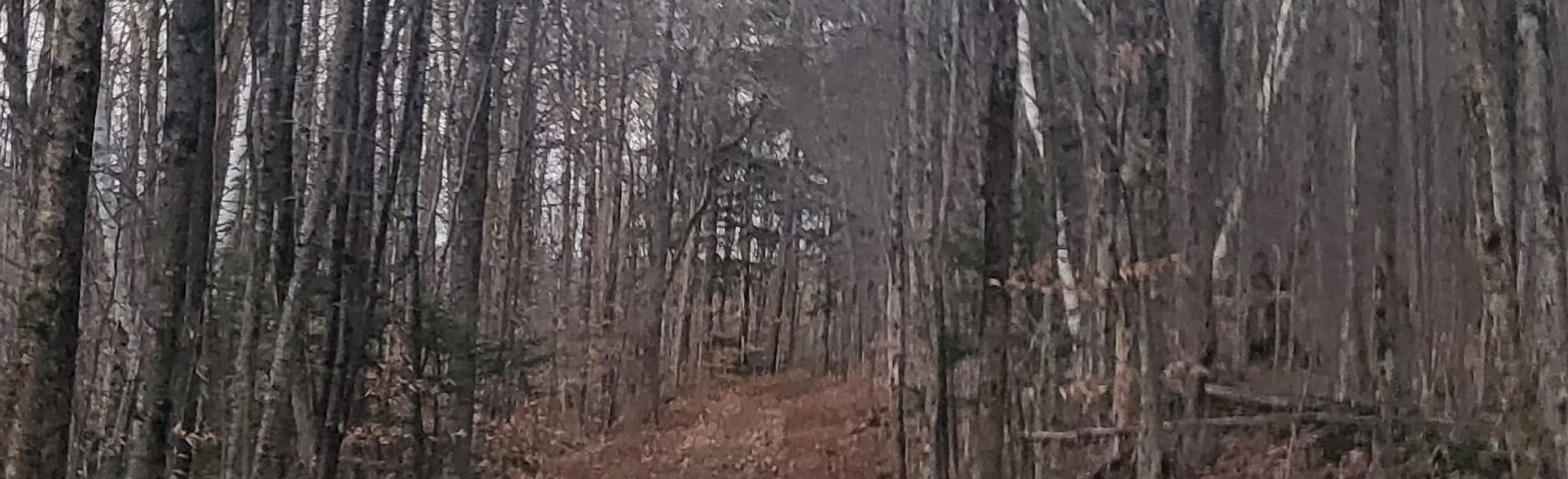 Acworth Town Forest Loop, New Hampshire 46 Reviews, Map AllTrails