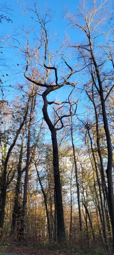 Rundweg Winterlinge
