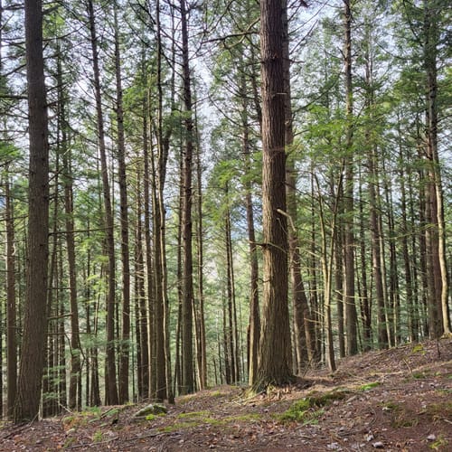 Best Hikes and Trails in Cricket Hill Mountain Bike Trails AllTrails