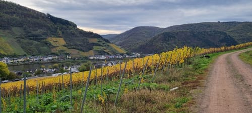 Vom Moselufer hinauf nach Barl
