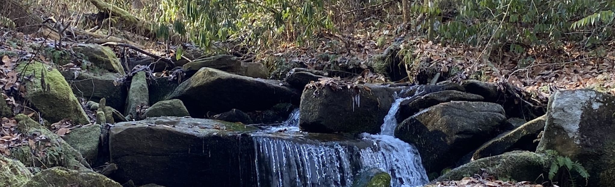 Butter Gap to Cat Gap Trail : 384 Reviews, Map - North Carolina | AllTrails