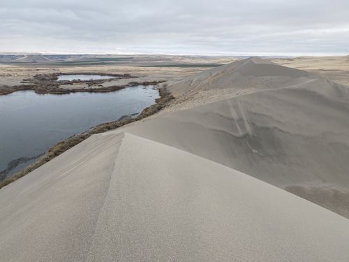 are dogs allowed at bruneau sand dunes