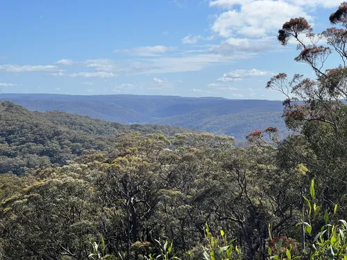 Best Forest Trails in Kulnura AllTrails