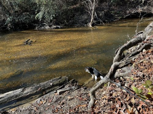 are dogs allowed at flat rock park