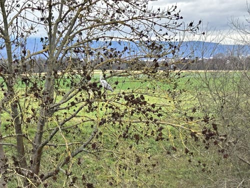 Bad Vilbel - Eschersheim