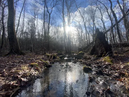 Escape to Nature's Playground: Exploring Sessions Woods Wildlife Management Area