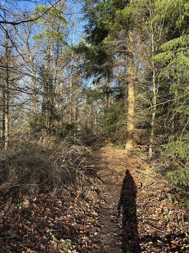 Rundweg A 3 - Oberförster-Pfahl-Weg