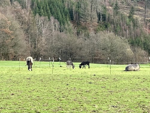 Fachwerkweg (Streifzug #22)
