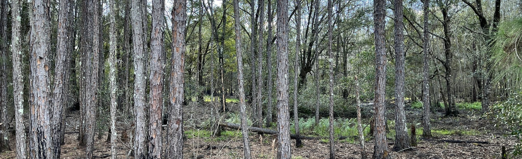 Crooked Lake Firebreak Trail 2, Florida 8 Reviews, Map AllTrails