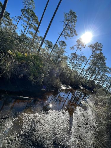 Best Hikes And Trails In Tates Hell-new River Purchase Unit 