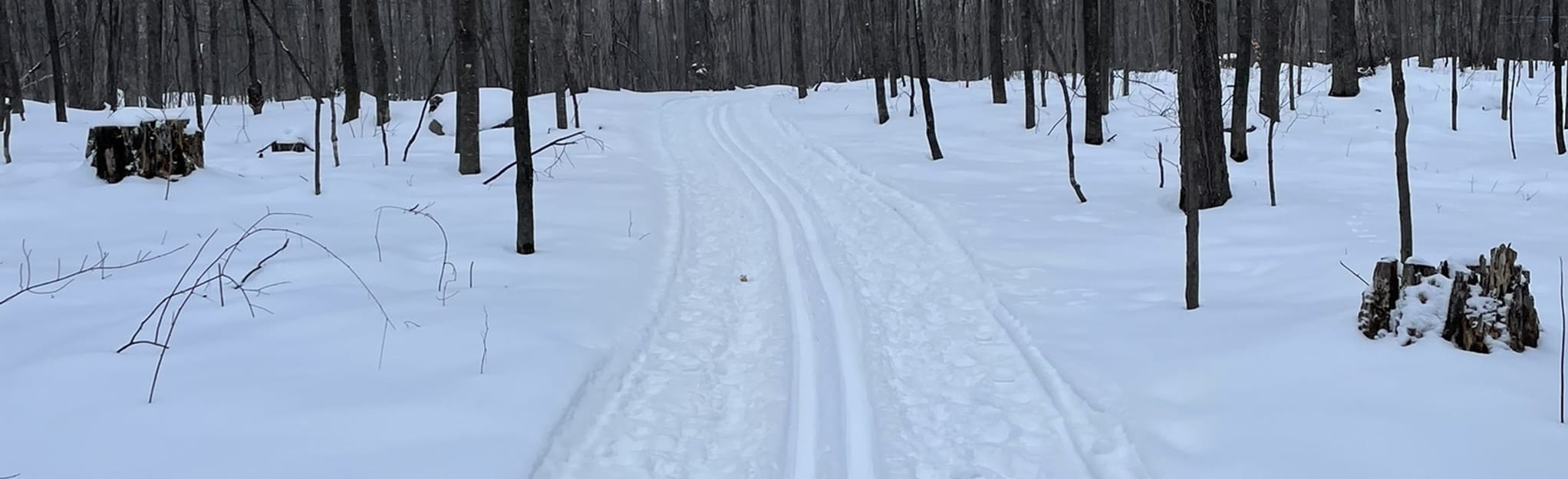 AllTrails Maple Tree Trail 23 Reviews, Map Quebec, Canada