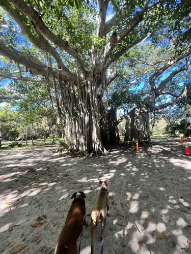 are dogs allowed at hugh taylor birch state park