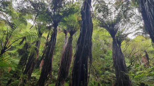 Best Hikes And Trails In Mahia Peninsula Scenic Reserve Alltrails