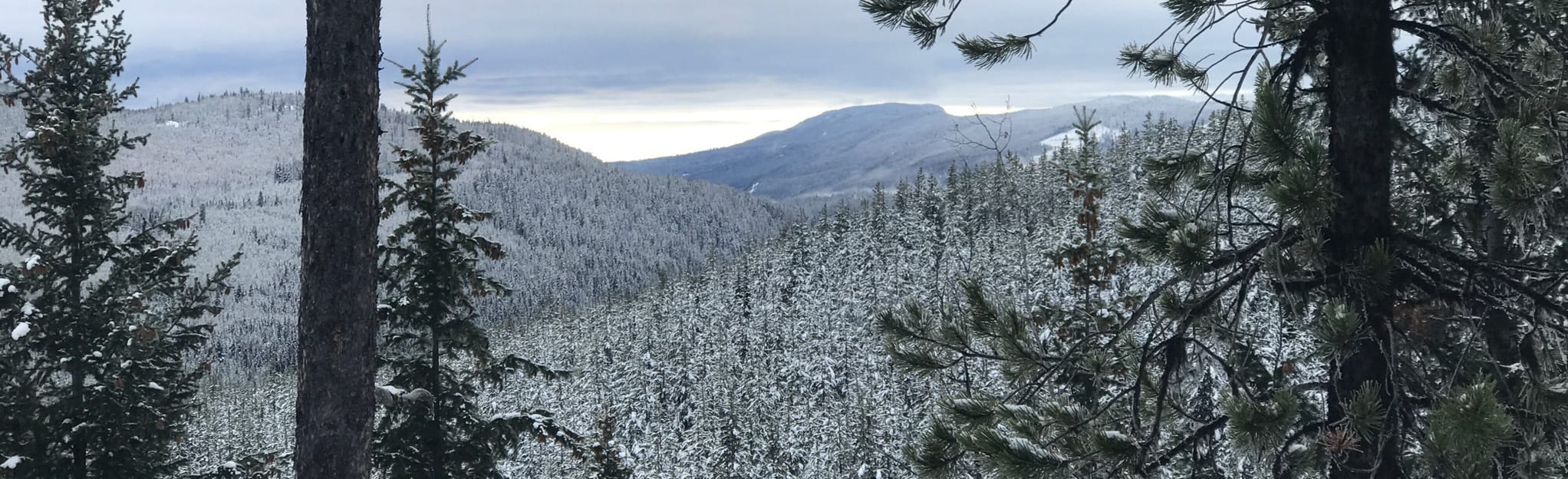 Snowy Memorial Snowshoe Loop, British Columbia, Canada 6 Reviews, Map