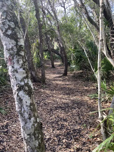 Best Hikes and Trails in Gamble Rogers Memorial State Recreation Area