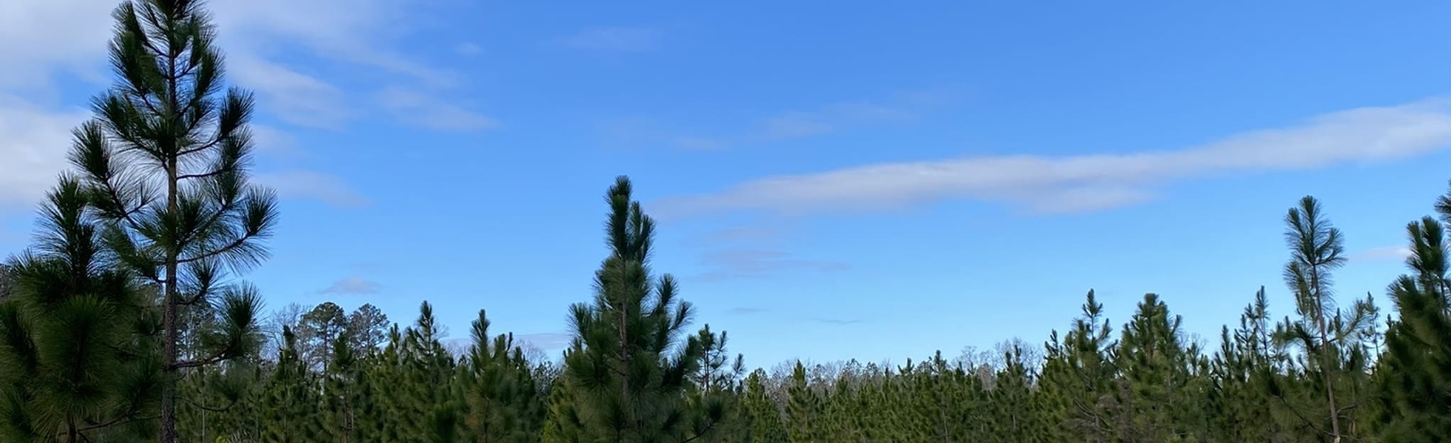 Couch Mountain Trail 83 Reviews, Map North Carolina AllTrails