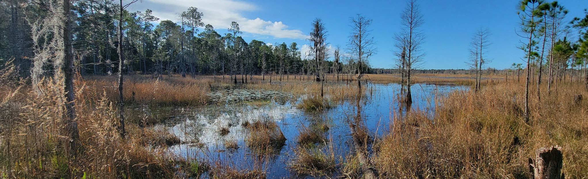 Starkey Park Short Loop: 499 Reviews, Map - Florida | AllTrails