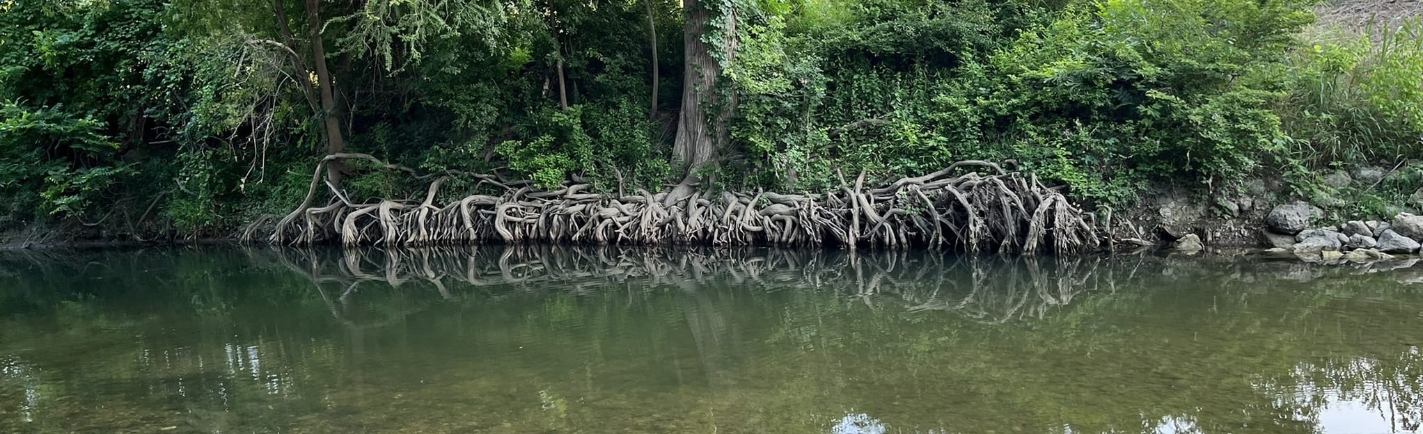 Onion Creek Forest Loop 96 Reviews, Map Texas AllTrails