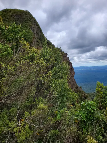 Best Hikes and Trails in Pureora Forest Park | AllTrails