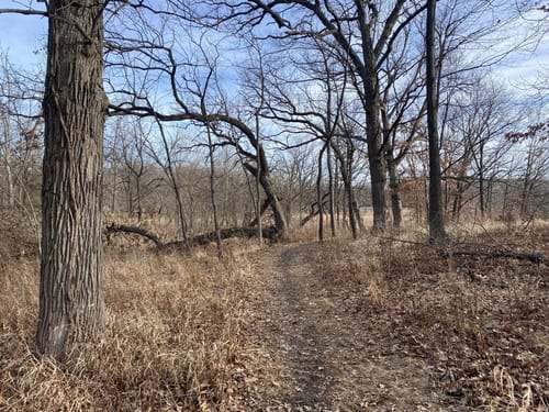 Best Hikes and Trails in Lyman Woods Forest Preserve | AllTrails