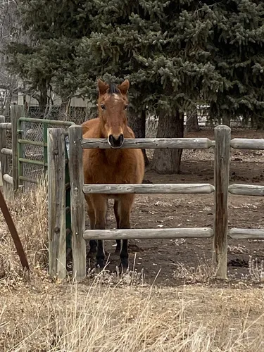 Best Hikes and Trails in Red Fox Meadows Natural Area | AllTrails