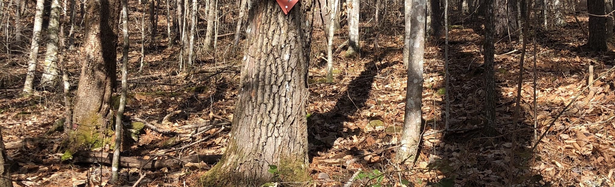 Kelder’s Climb Trail 5 Reviews, 15 Photos, Map North Carolina