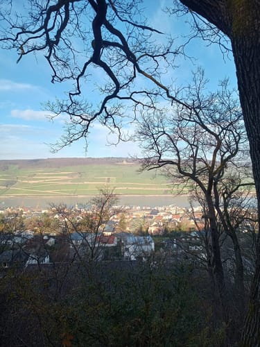 Auf dem Rochusberg