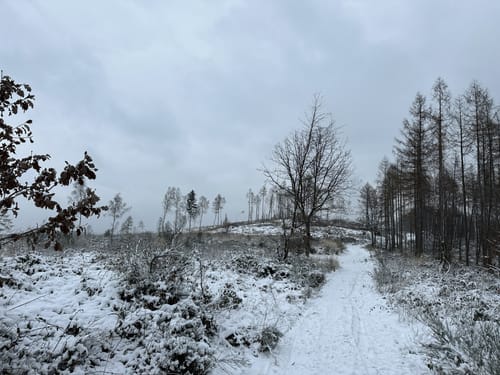 Rundweg A 3 - Oberförster-Pfahl-Weg