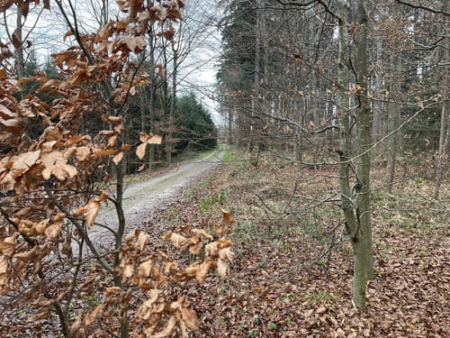 Rundum im Kehlbachwald