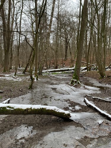 Lohmar- Altenrath