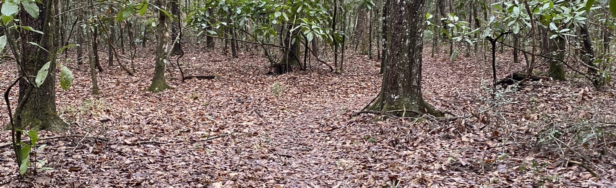 Mill Creek West Hammock Trail Map, Guide Florida AllTrails