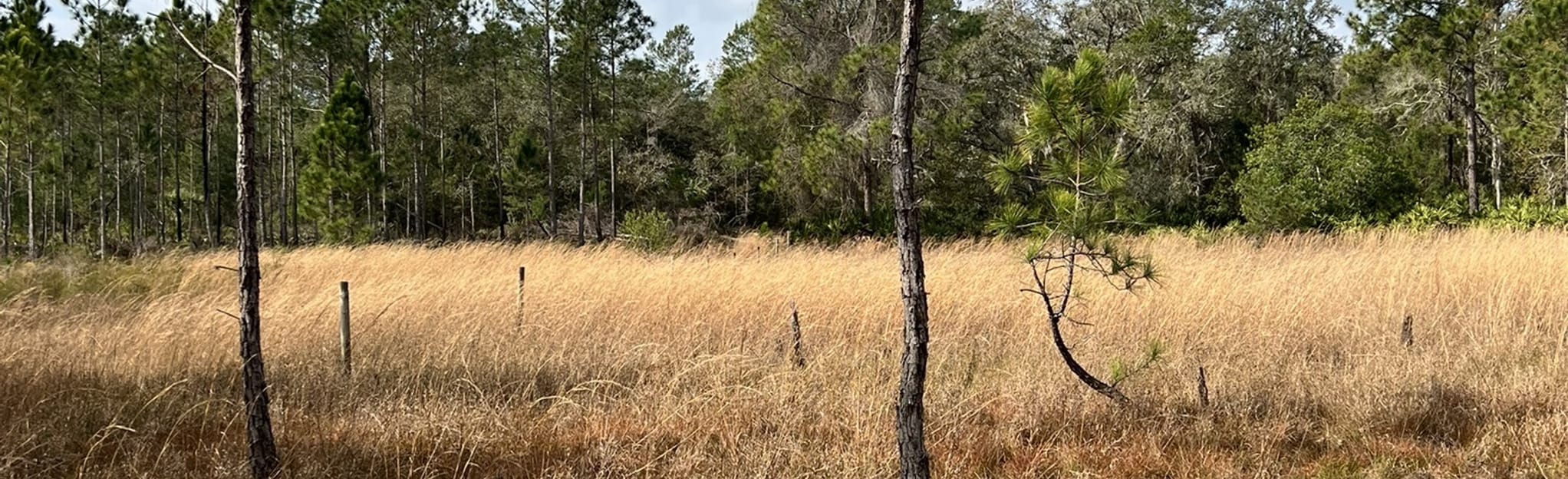 Starkey Park Nature Trail Florida - EyJidWNrZXQiOiJhc3NldHMuYWxsdHJhaWxzLmNvbSIsImtleSI6InVwbG9hZHMvcGhvdG8vaW1hZ2UvNTU4NDMzODAvMzk4MTcwZDNlNzUyN2I1YmIxZDVkYzlhMTZmNGE4OWEuanBnIiwiZWRpdHMiOnsidG9Gb3JtYXQiOiJqcGVnIiwicmVzaXplIjp7IndpZHRoIjoyMDQ0LCJoZWlnaHQiOjYyNCwiZml0IjoiY292ZXIifSwicm90YXRlIjpudWxsLCJqcGVnIjp7InRyZWxsaXNRdWFudGlzYXRpb24iOnRydWUsIm92ZXJzaG9vdERlcmluZ2luZyI6dHJ1ZSwib3B0aW1pc2VTY2FucyI6dHJ1ZSwicXVhbnRpc2F0aW9uVGFibGUiOjN9fX0=