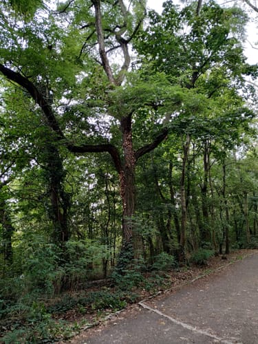 Volkspark Prenzlauer Berg Großer Weg