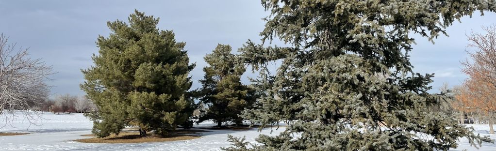 #32 - Winter Tree — aows