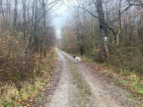Elm Rundwanderweg 24: Diana-Rundweg