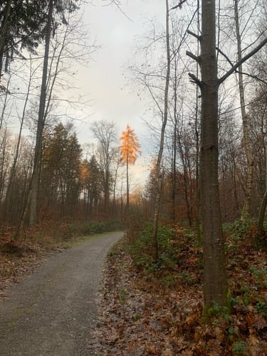 Nach Zell und durch den Plattenwald