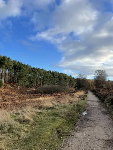 10 Best Hikes and Trails in Cannock Chase National Landscape (AONB ...