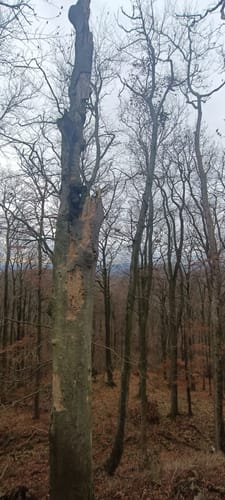 Brackenburg ab Wiershausen