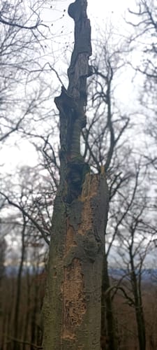 Brackenburg ab Wiershausen