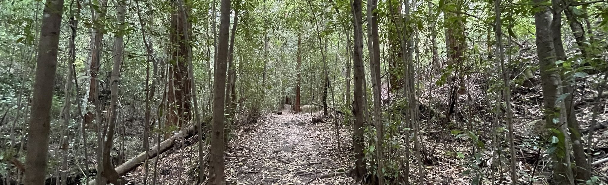 Rofe Park and Sheldon Forest Track, 290 Fotos - New South Wales ...