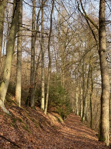 Brombachertal ab Hirschhorn