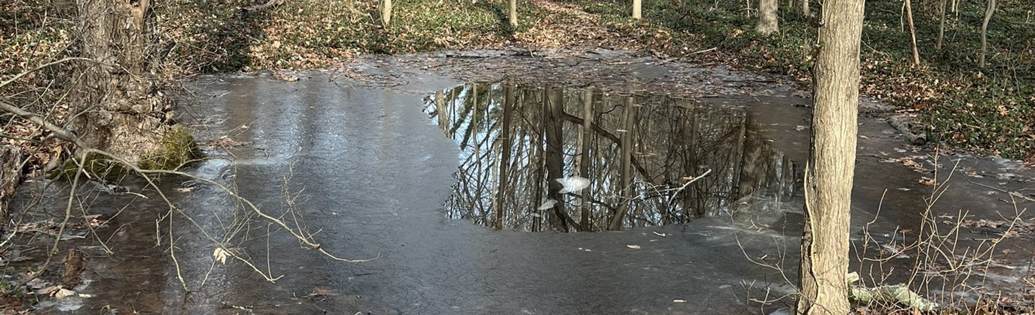 Tiffany Creek Preserve Blue Trail Loop 38 Fotos New York AllTrails