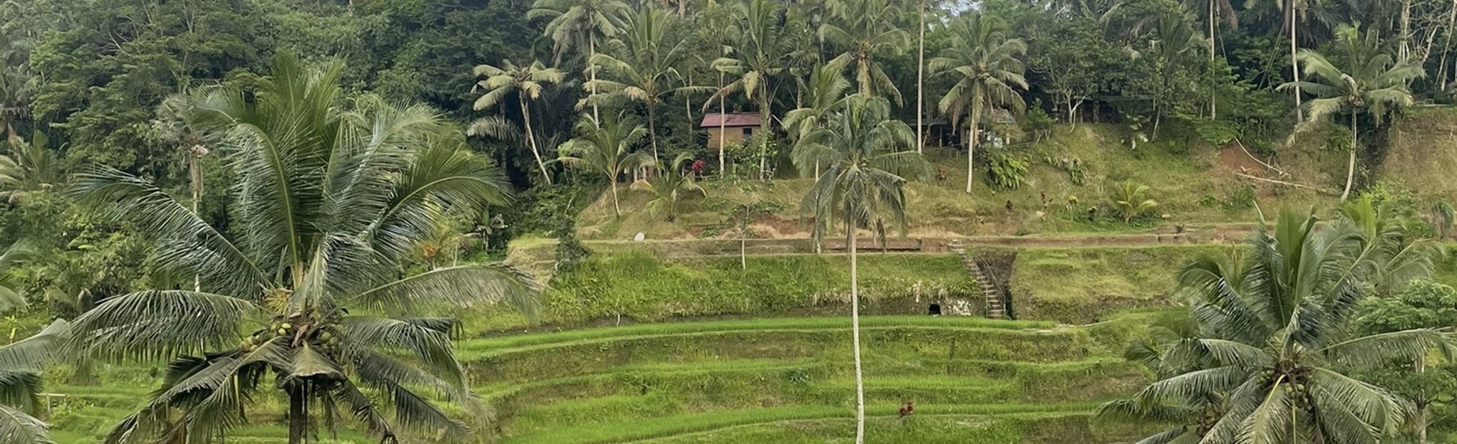 Tegallalang Rice Terrace - Kedisan Loop: 5 Reviews, Map - Bali ...