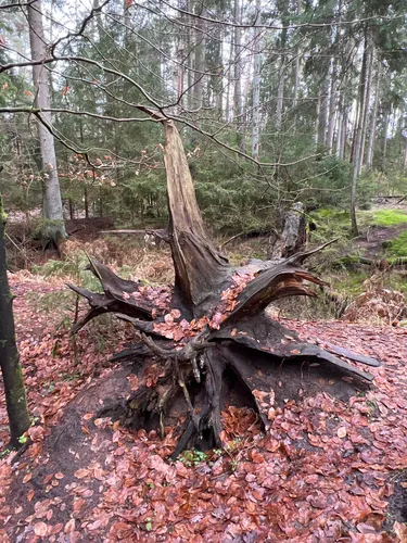 Best Hikes and Trails in Haimendorfer Forst AllTrails