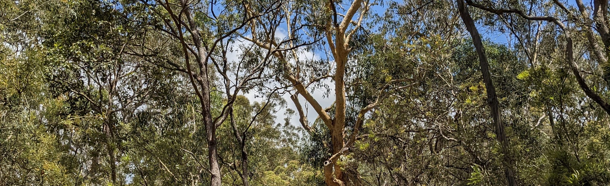 Greater Glider Circuit, Queensland, Australia 16 Reviews, Map AllTrails