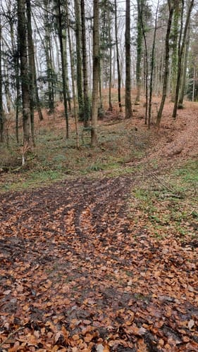 Zum Unteren Fuchsfelsen im Glottertal