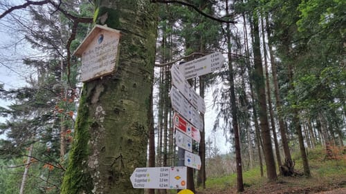 Zum Unteren Fuchsfelsen im Glottertal